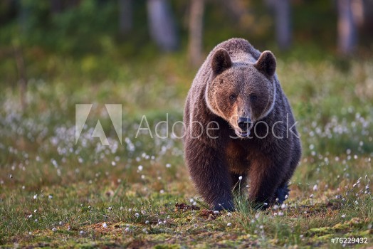 Picture of Brown bear frontally